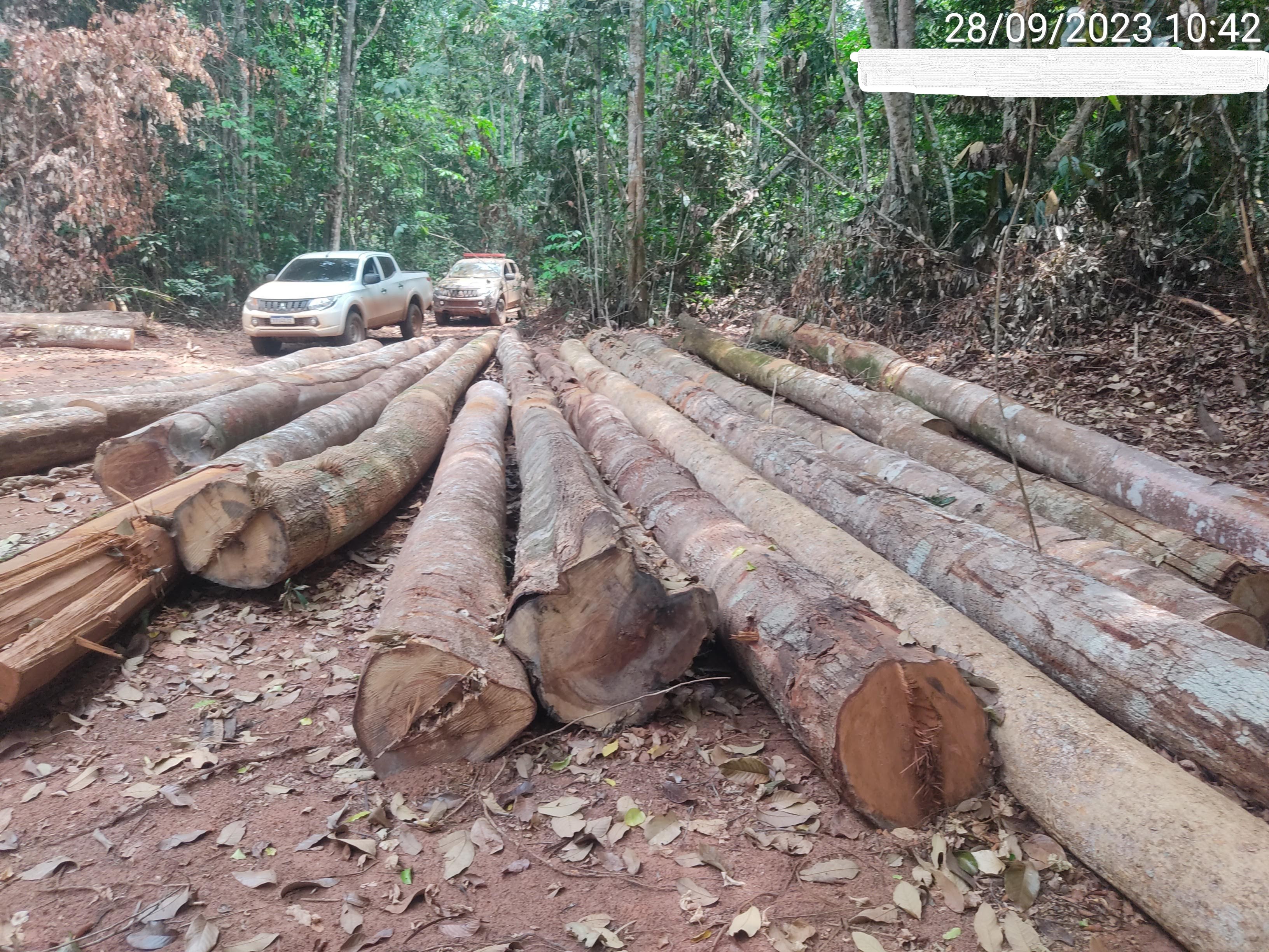Sema apreende madeira ilegal e embarga área de mais de 10 mil hectares em Marcelândia