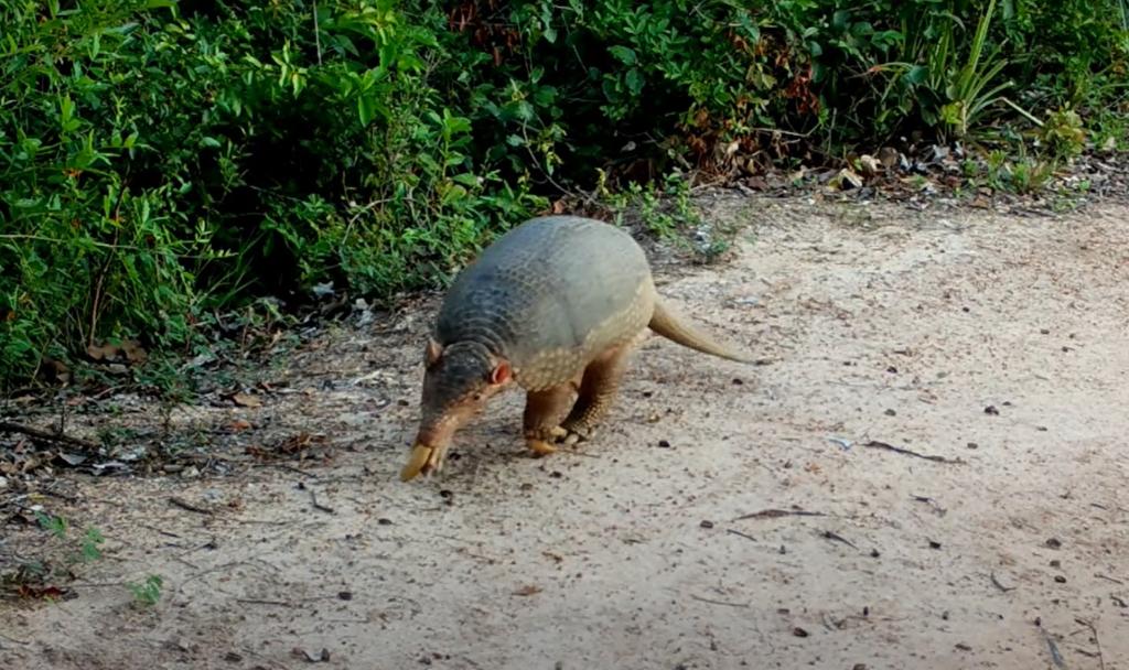 Trabalho permite conhecer hábitos dos animais e contribui com ações de proteção da fauna da região.