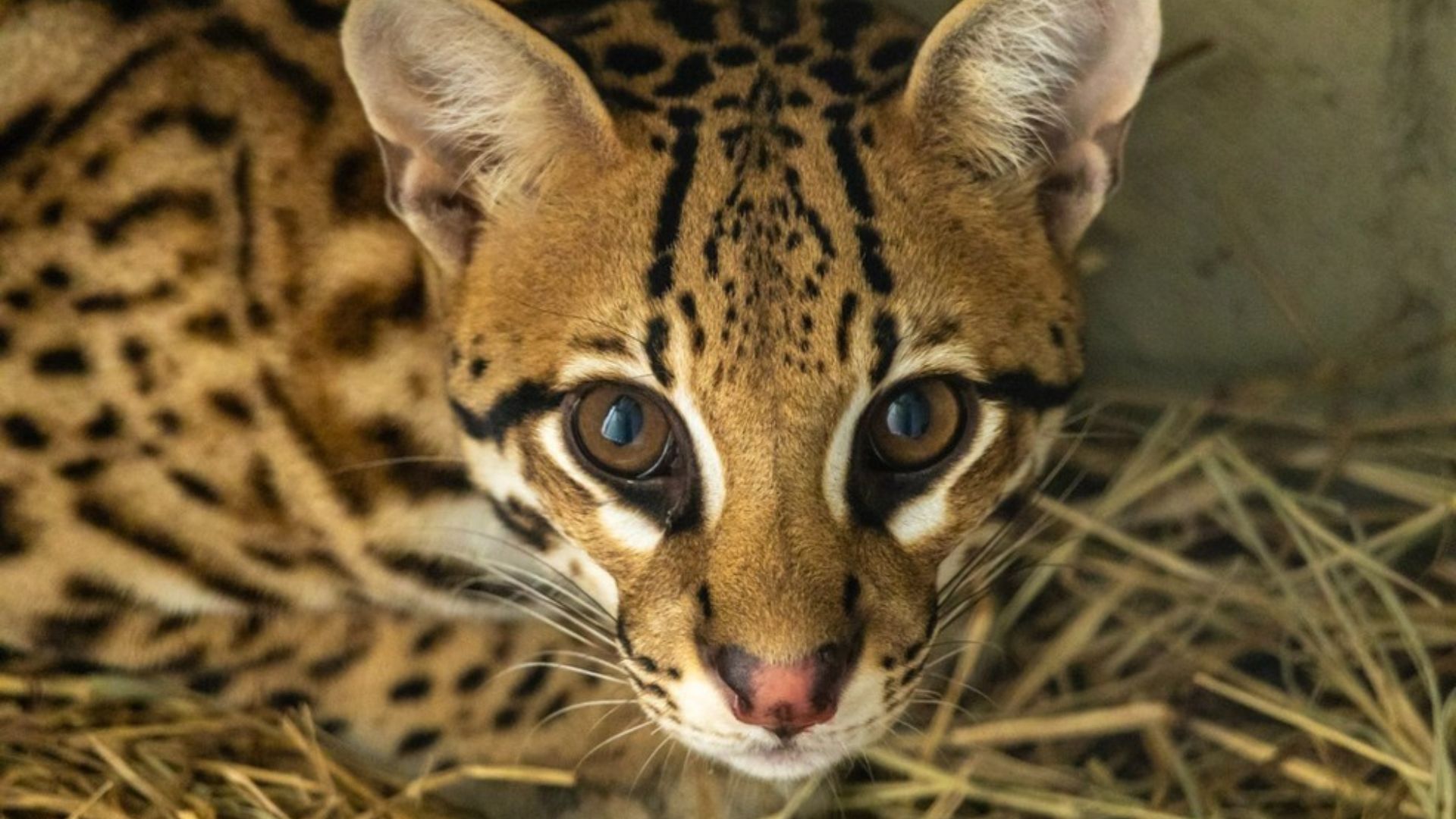 Jaguatirica resgatada em queimada se adapta bem a Zoológico de São Paulo após transferência