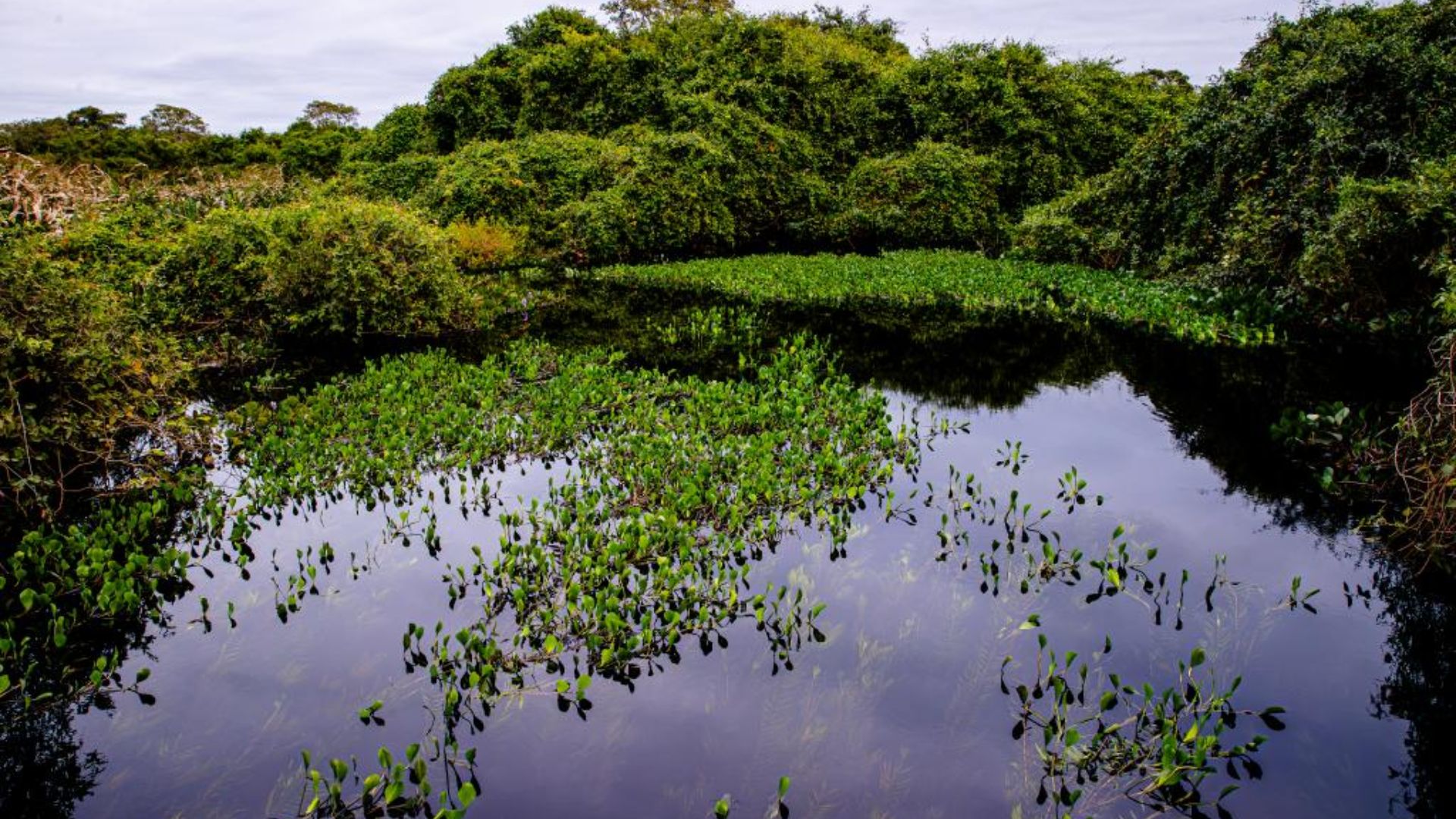 imagem sem descrição.