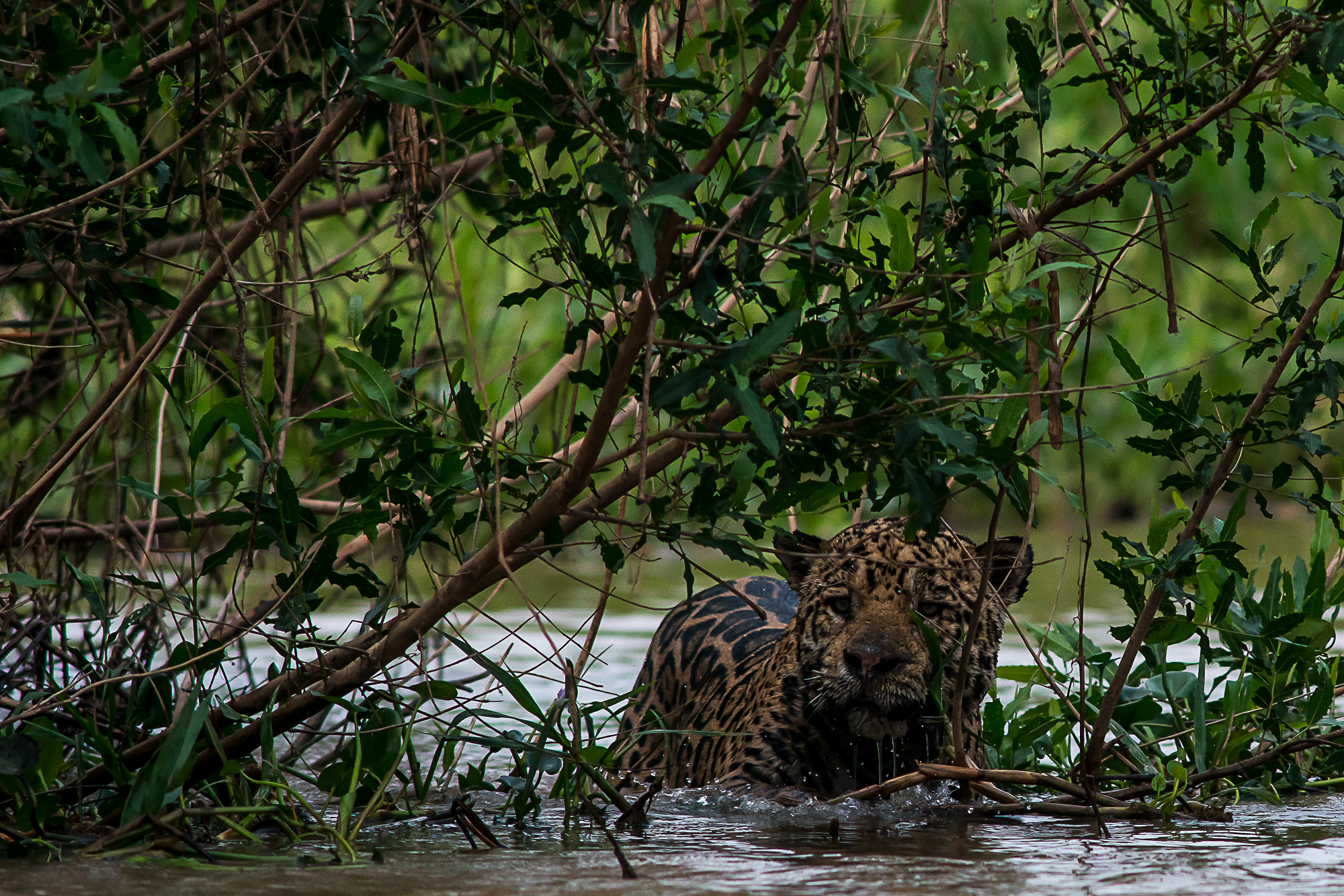 imagem sem descrição.