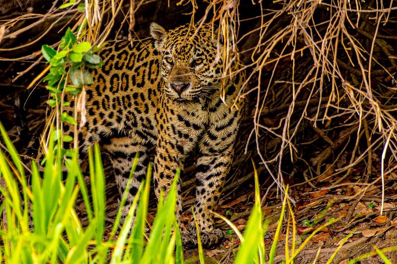 Parque Estadual Encontro das Águas é reduto preservado que abriga maior felino das Américas