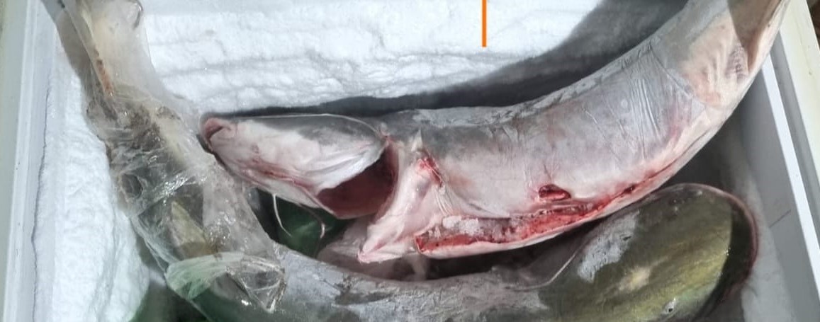 Sema apreende 18 quilos de piraíba e aplica multa em Ponte Branca