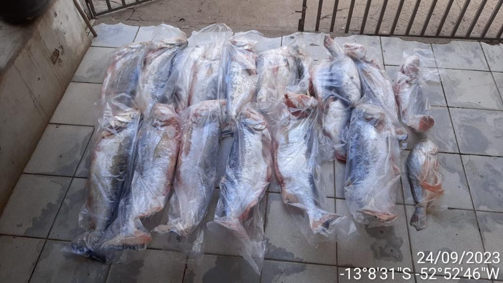 Sema-MT e PM apreendem 236 kg de pescado ilegal, armas de fogo e carne de animal silvestre