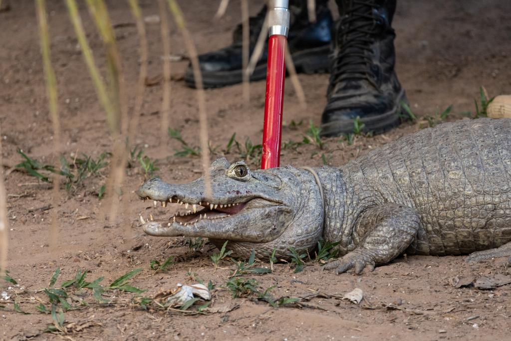 Sema cadastra voluntários para resgate de animais silvestres em Unidades de Conservação durante período de emergência ambiental