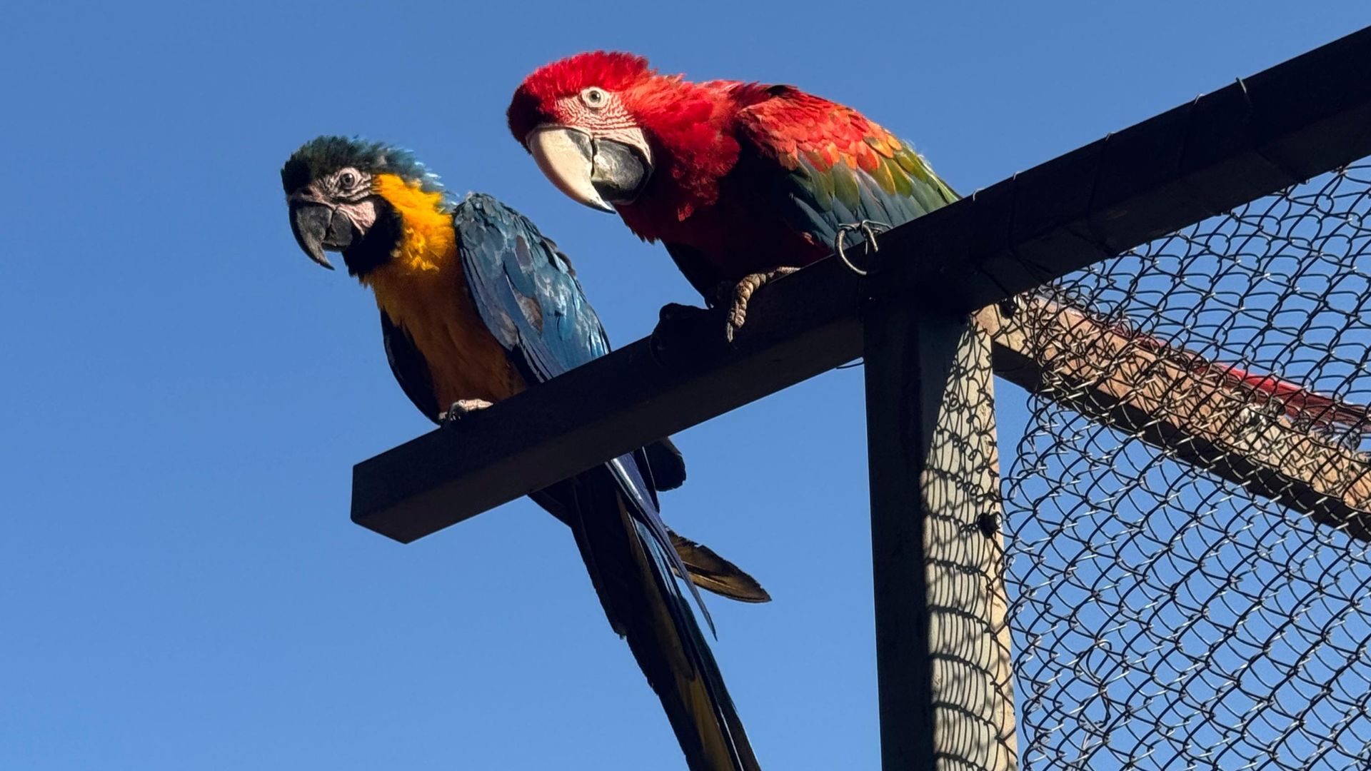 Área de Soltura Fazenda São Benedito, em Jangada, recebe 8 animais silvestres aptos para voltarem à natureza