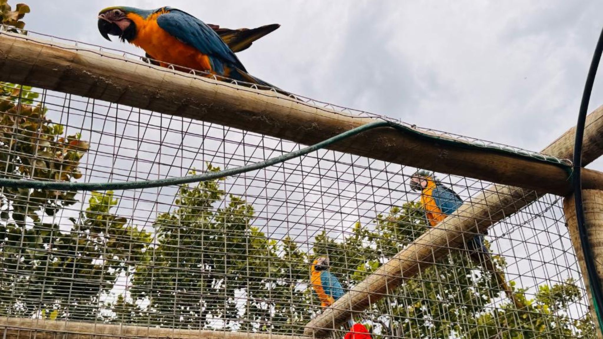 Guarda de animais silvestres permanece aberta durante todo o ano, entenda