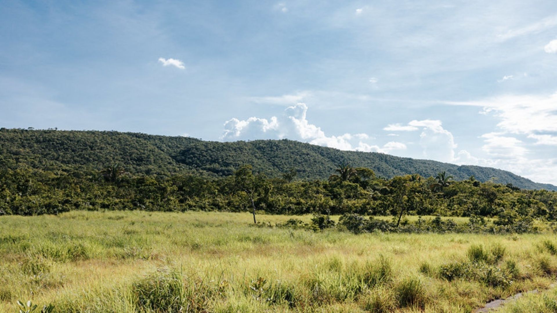 Sema aprova mais de mil projetos para recuperação de 50 mil hectares