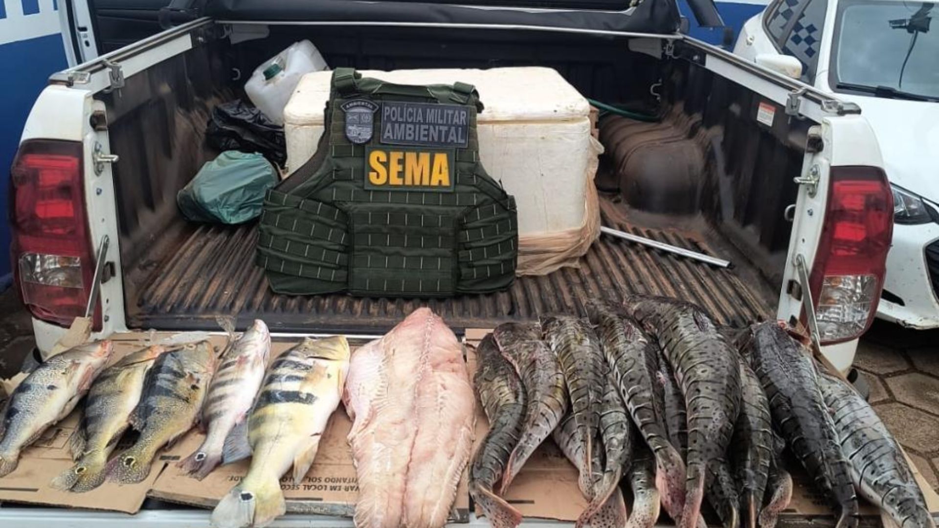 Sema e PM apreendem cerca de 70 quilos de pescado irregular nos últimos quatro dias