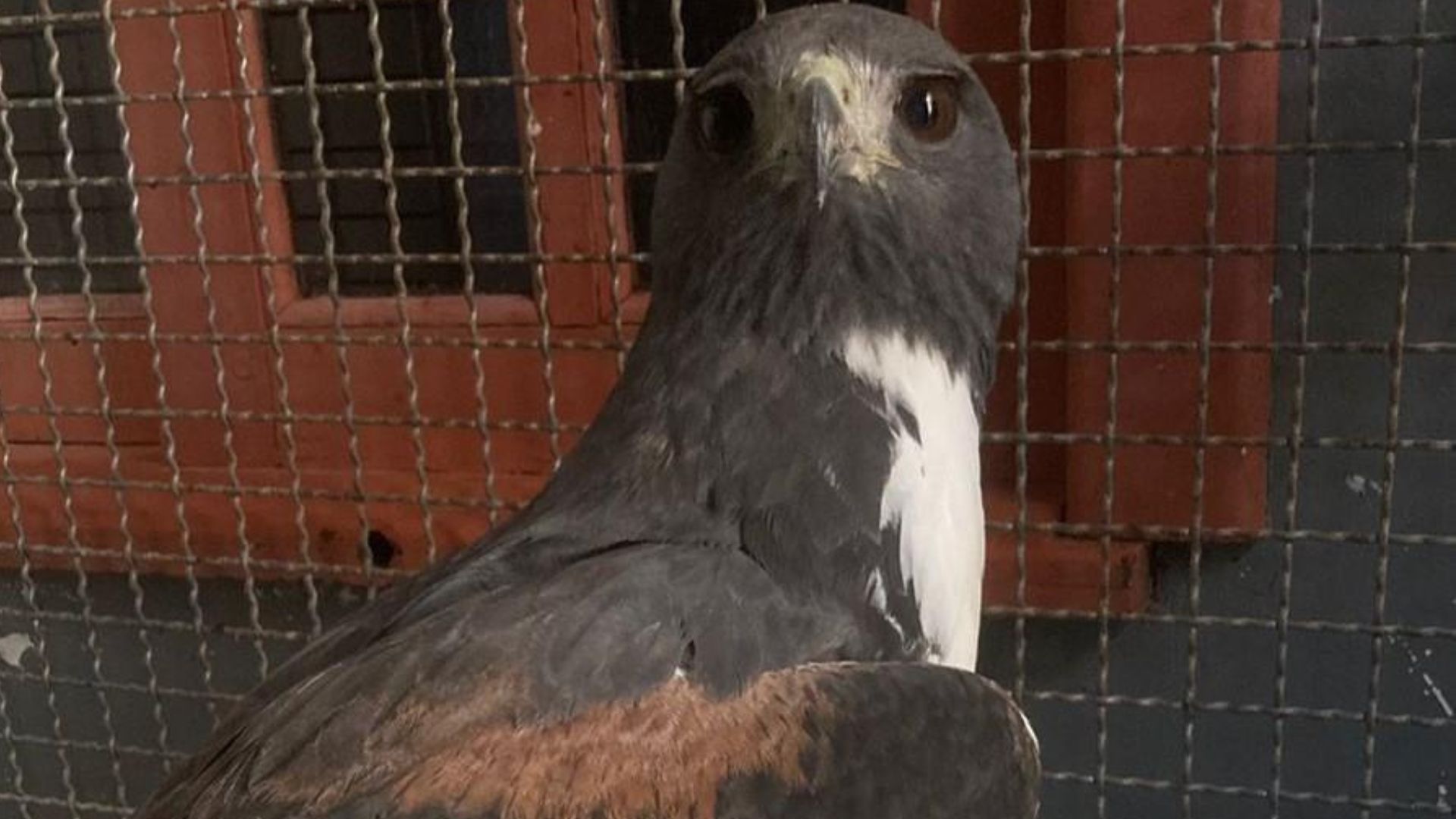Sema realiza soltura de Gavião-do-rabo-branco após cuidados veterinários em Sorriso