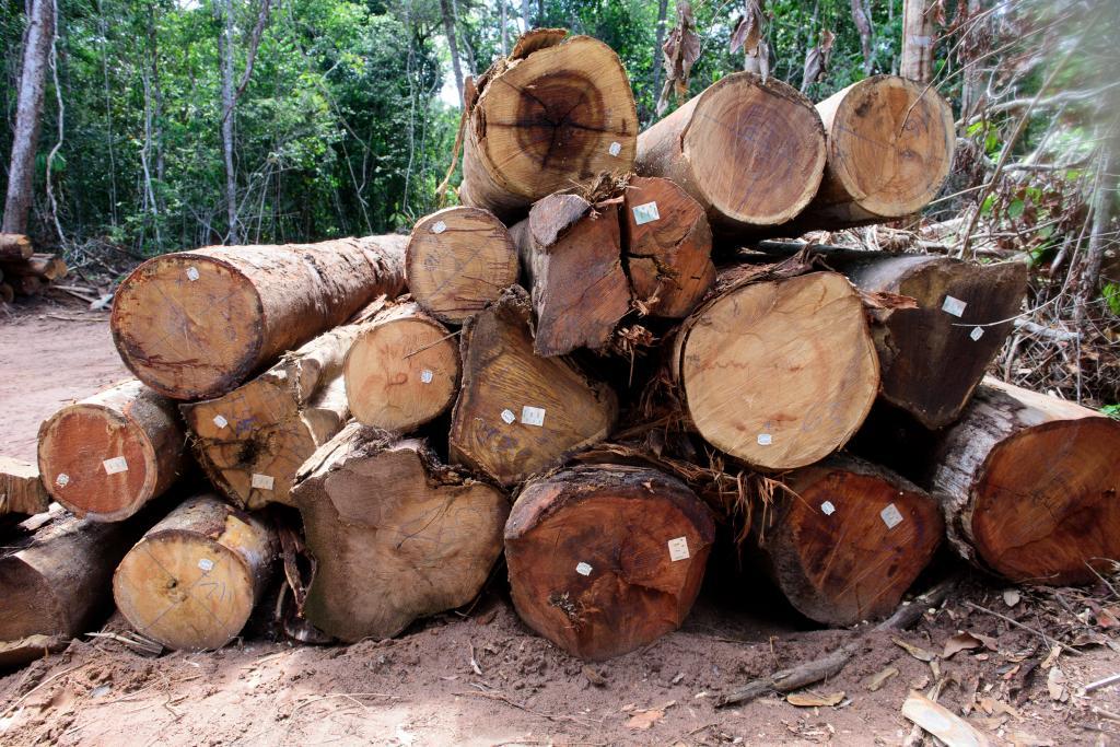 Período proibitivo de exploração florestal sustentável terminou nesta quarta-feira