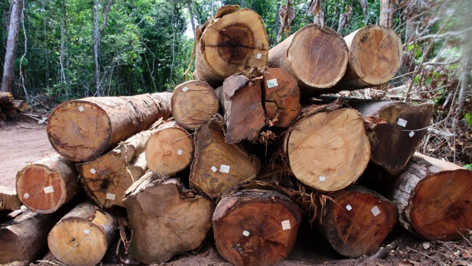 Período proibitivo de exploração florestal sustentável terminou nesta quarta-feira