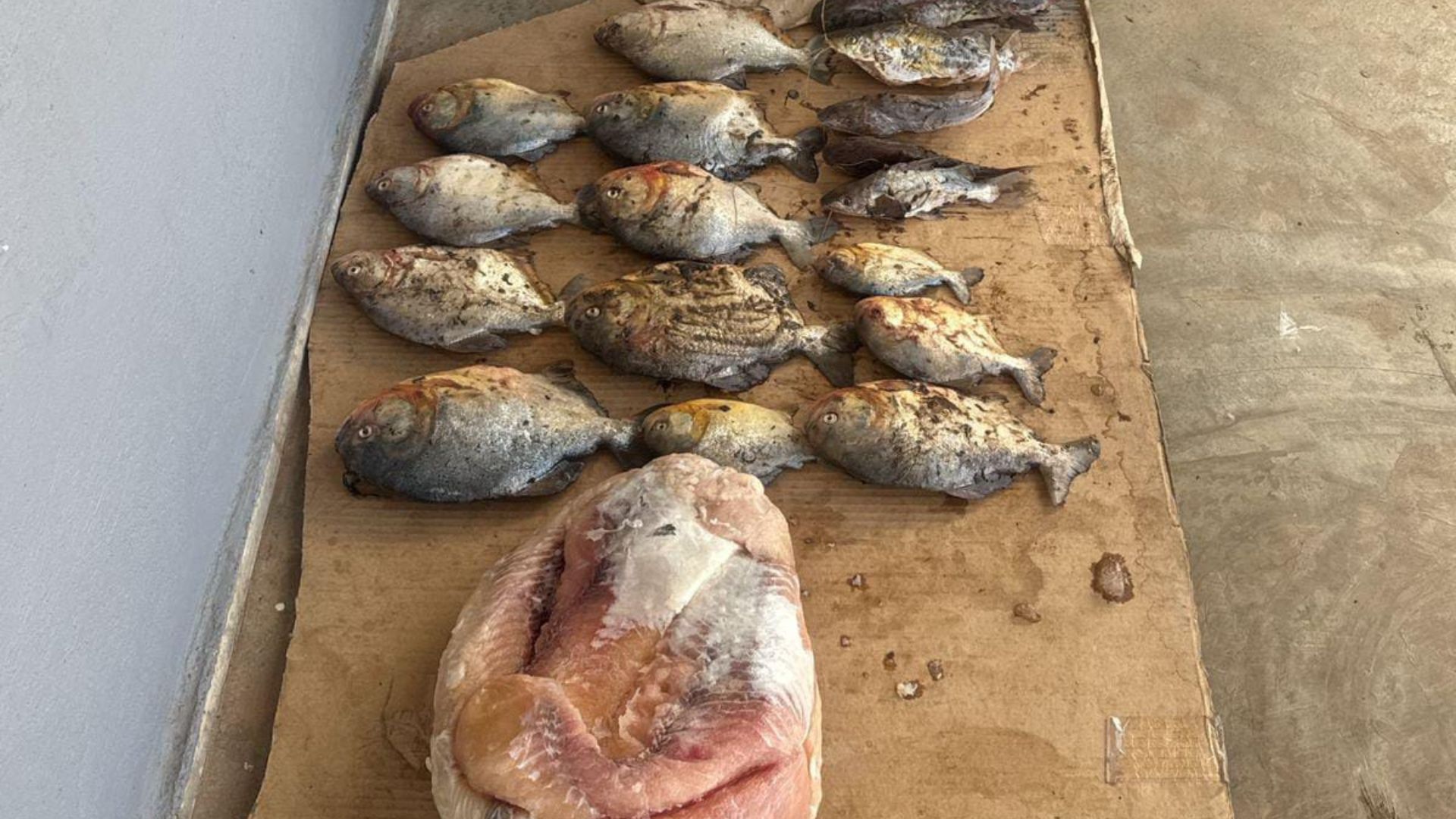 Sema e PM apreendem pescado irregular na Transpantaneira