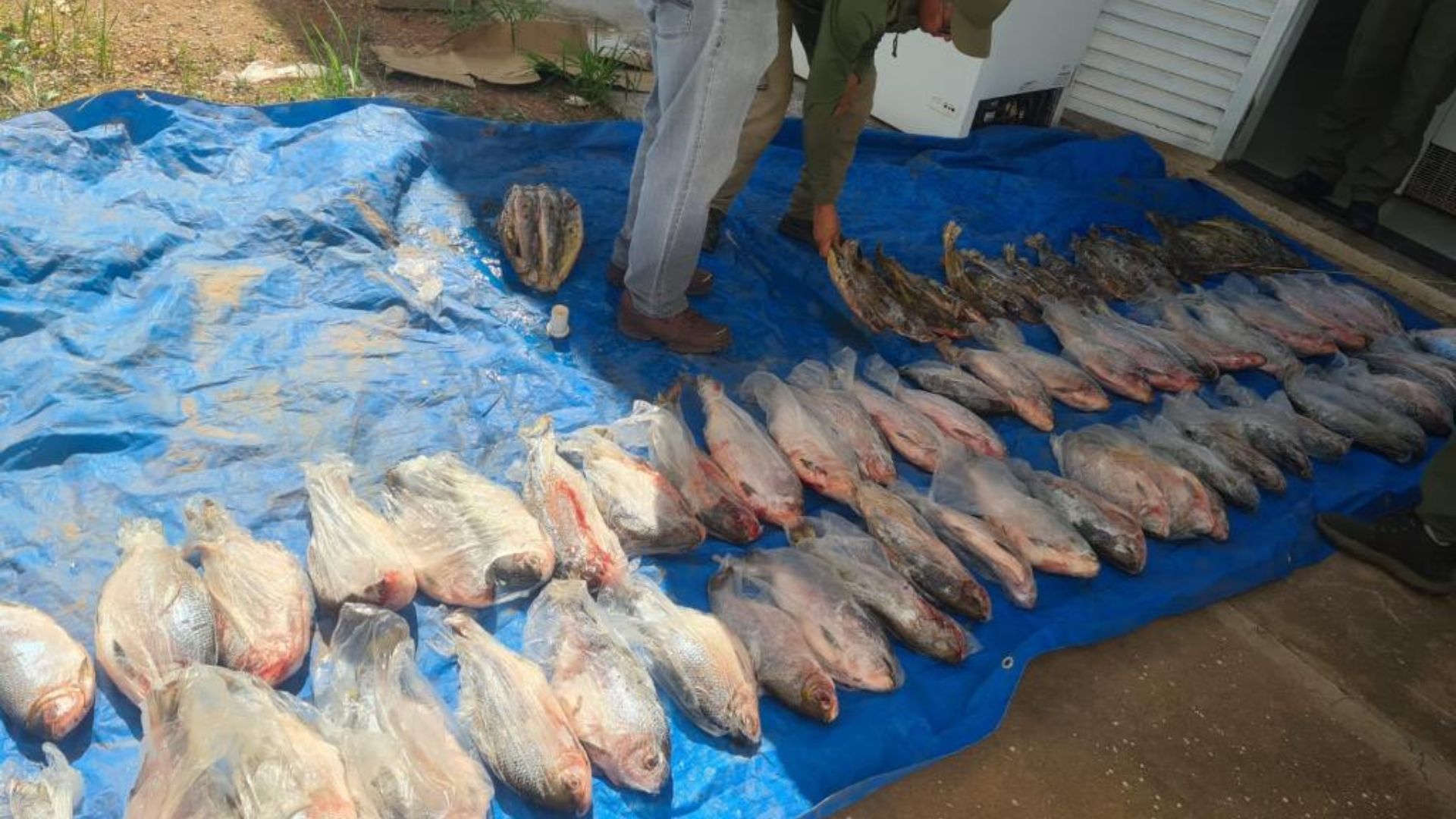 Operação contra esquema de comercialização ilegal de pescado na Feira do Porto resulta em R$400 mil em multa