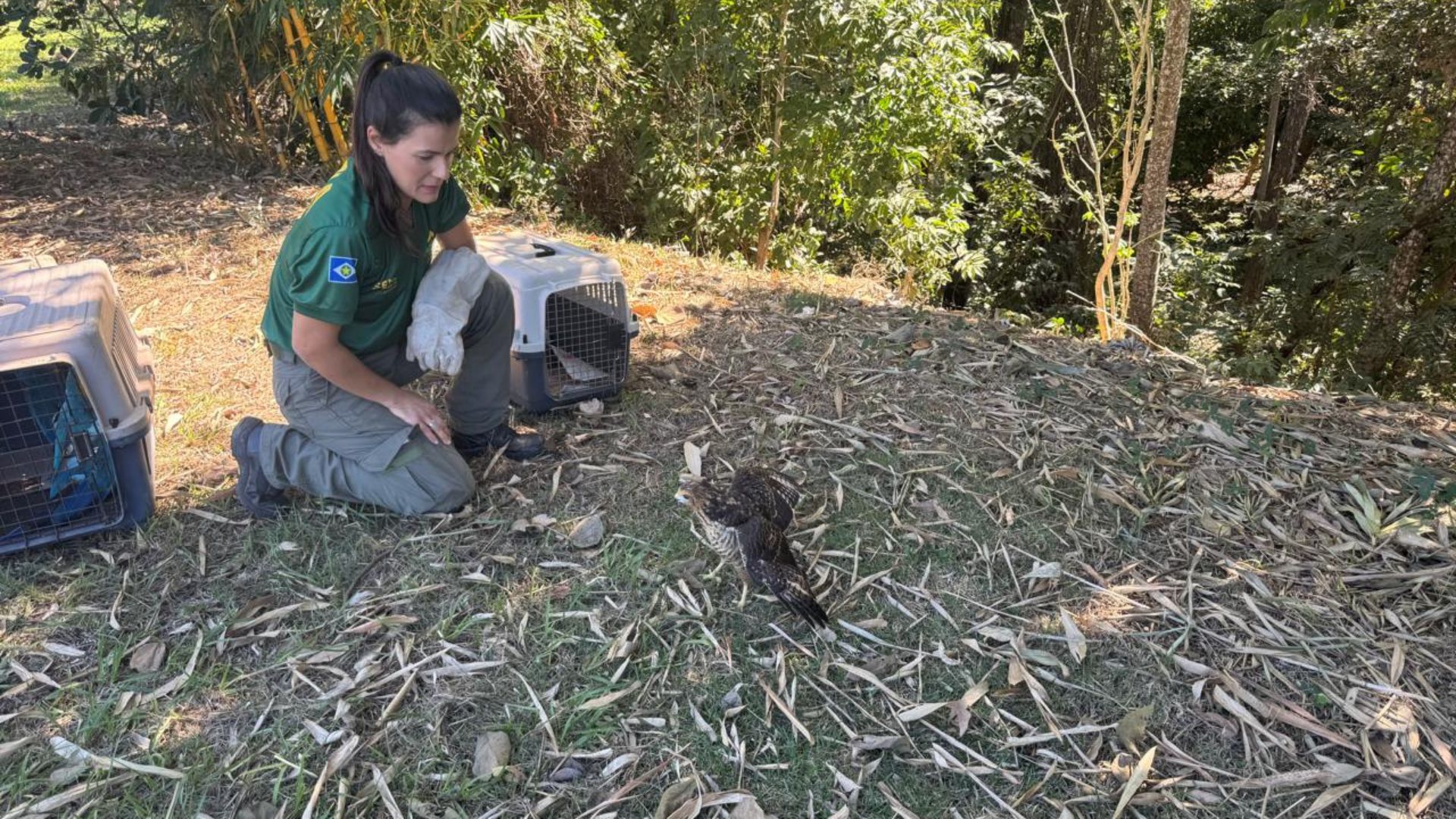 Sema realiza soltura de nove animais após processo de reabilitação