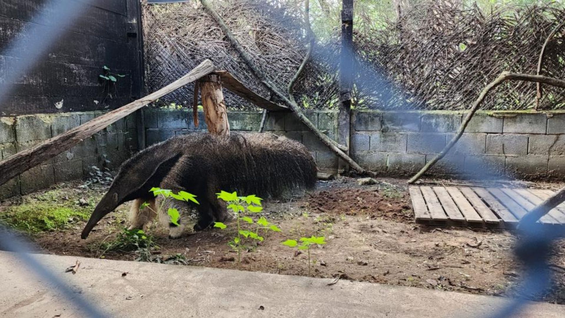Sob cuidados da Sema, Tamanduá se recupera e pode voltar ao habitat natural