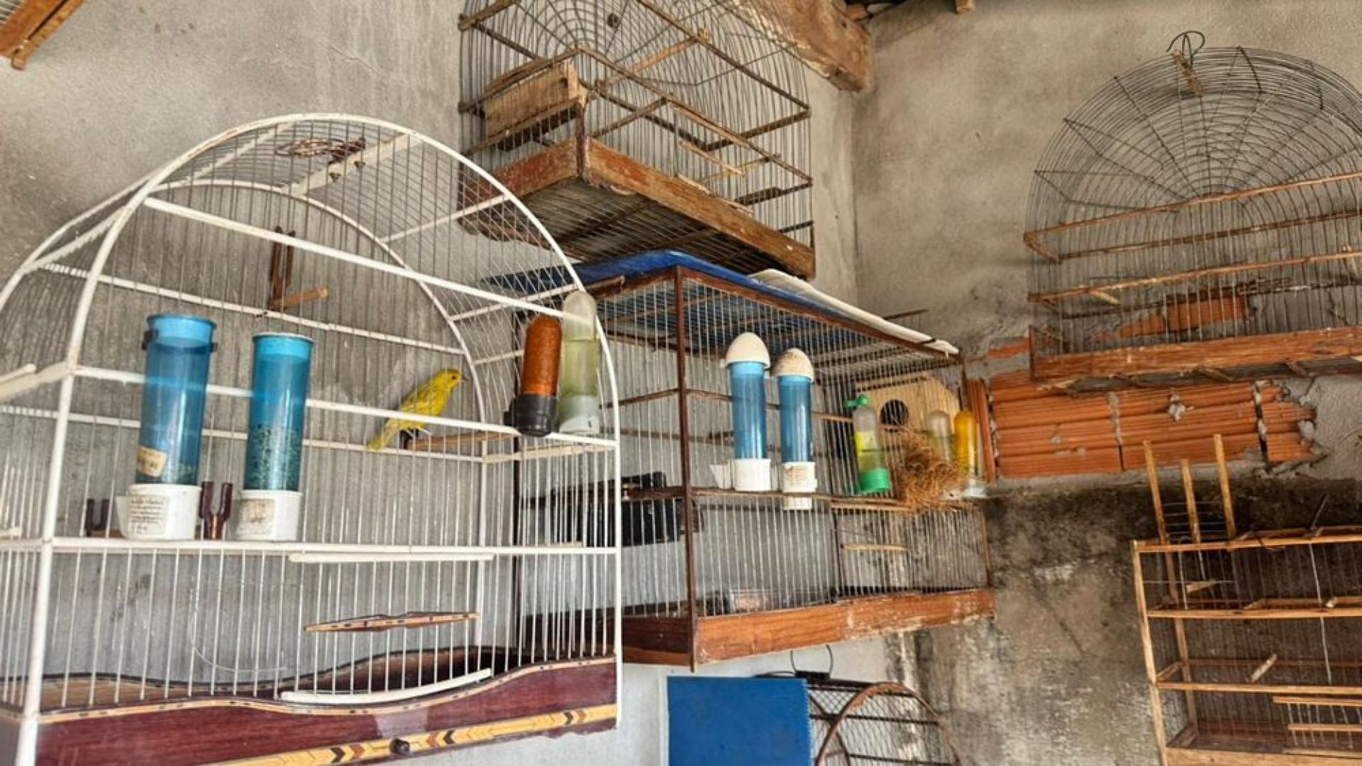 Sema e PJC integram força-tarefa de combate ao tráfico de animais silvestres