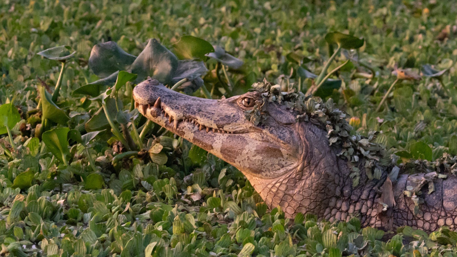 Sema cadastra voluntários para resgate de animais silvestres em Unidades de Conservação durante período de emergência ambiental