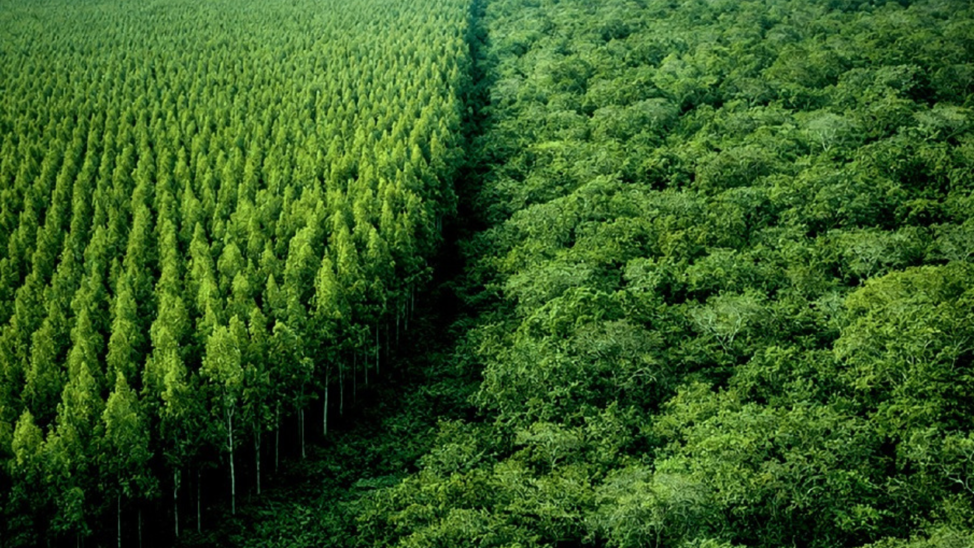 Plano de Desenvolvimento Florestal e Biomassa de Mato Grosso 2026 – 2040