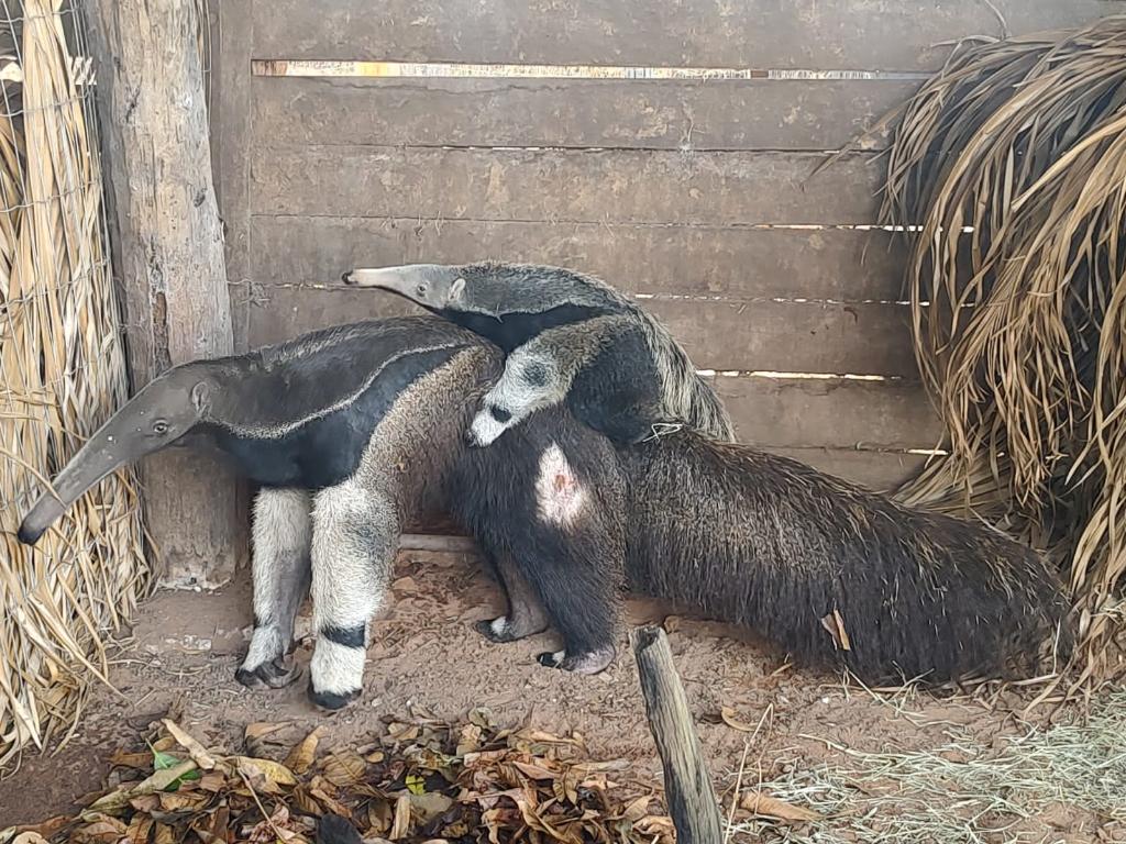 Sema-MT leva para Santuário dos Elefantes tamanduá resgatada após atropelamento