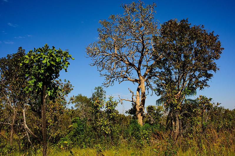 Dia do Cerrado: Mato Grosso registra queda de 11% nos alertas de desmatamento no bioma neste ano