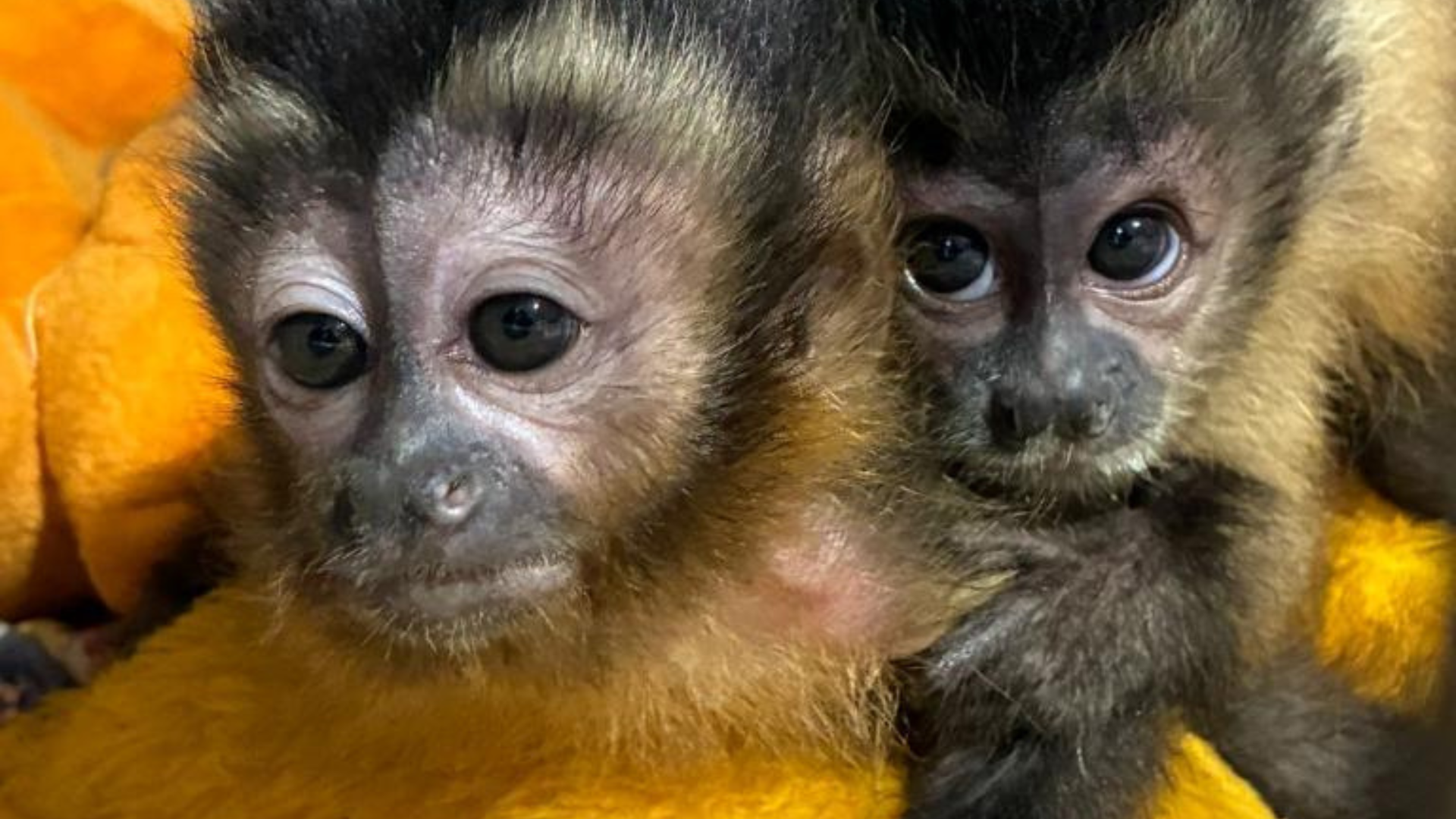 Sema reintegra filhote órfão de macaco-prego à vida livre em área de soltura